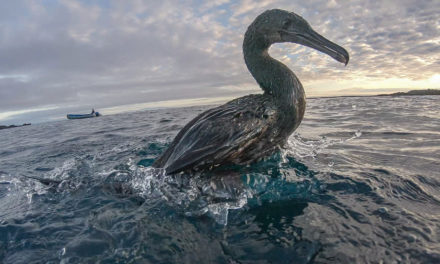 GALAPAGOS