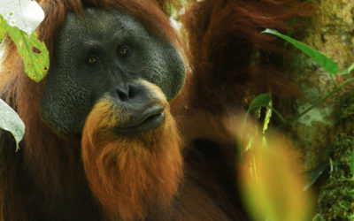 SUMATRA