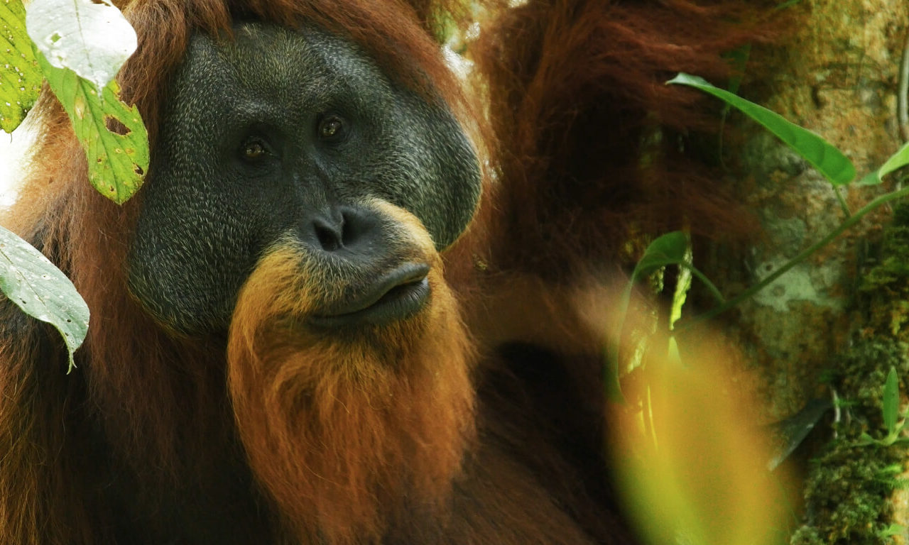 Tapanuli, the soul of the forest