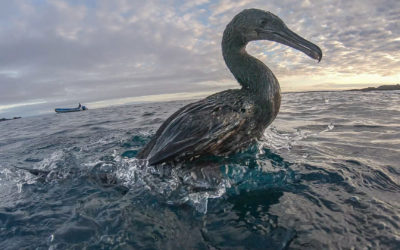 GALAPAGOS