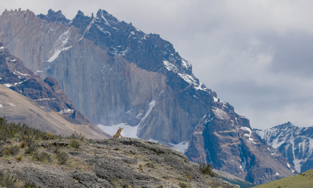 LA TERRE DES PUMAS